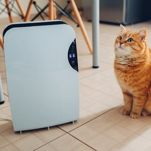 Why Your Dehumidifier Isn't Collecting Water